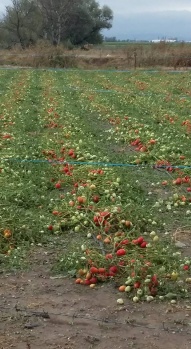 Bursa'daki Dolu Yağışı