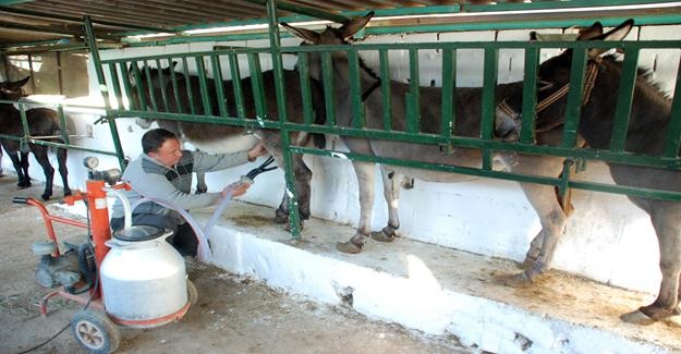 Eşek Sütü Altınla Yarışıyor