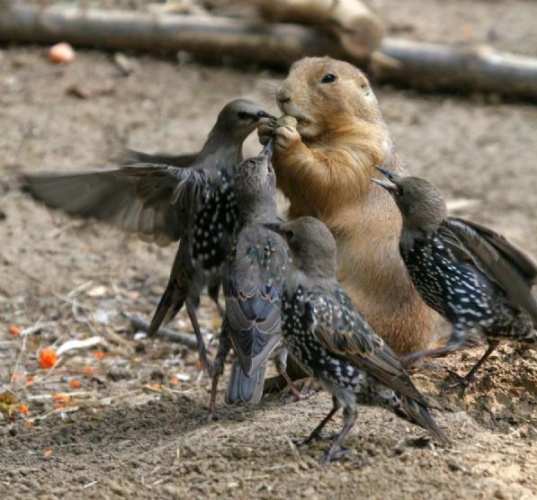 Birbirinden İlginç Resimler