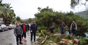 Ayvalık’ta hortum ağaçları devirdi, çatıları uçurdu