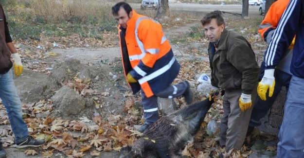 10 Kasım Törenlerinde Domuz Leşi Şoku