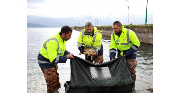 10 kiloluk sazanlar Sapanca Gölü’nün doğal güzelliğini koruyacak