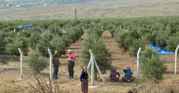 Çaldıkları araçla zeytin çalan 2 zanlıdan biri yakalandı