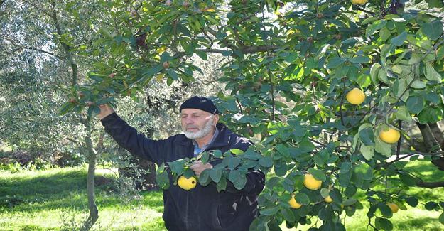 İznik'te Bir ağaçta iki meyve