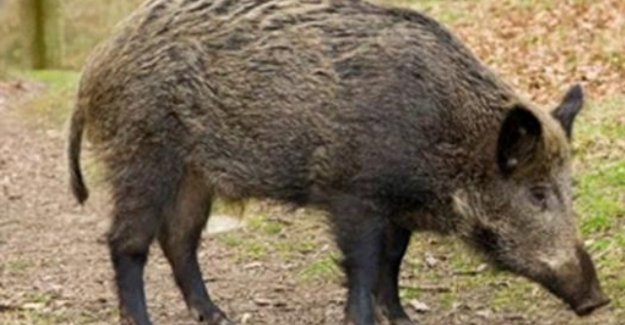 Milas'ta yaban domuzu saldırısı