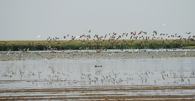 Orman Ve Su İşleri Bakanlığı Gala Gölü Milli Parkı’ndaki kuşları saydı