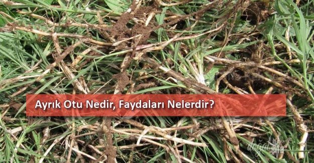 Ayrık Otunun Kökünün Faydaları