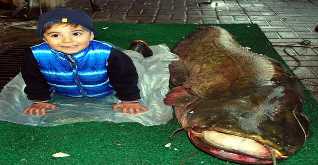 Balıkçıların ağına 2 metrelik yayın balığı takıldı