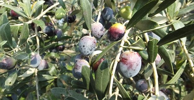 Gemlik zeytini Balıkesirli çiftçilerin yüzünü güldürdü