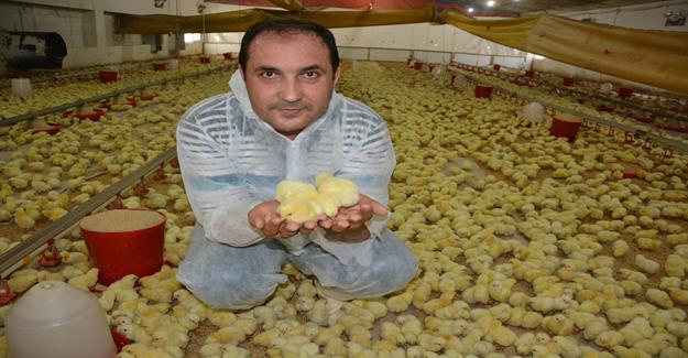 Hortlayan kuş gribi Türkiye'ye yaradı, ihracat arttı