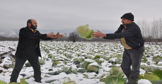 İnegöl’de soğuk hasat