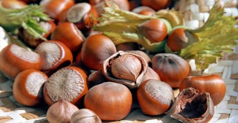 Sınır kapılarından fındık ithalatının yasaklanması Ziraat Odalarının kafasını karıştırdı