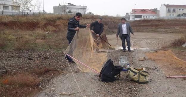 Tuzakla yakalanan sakalar tabiata bırakıldı