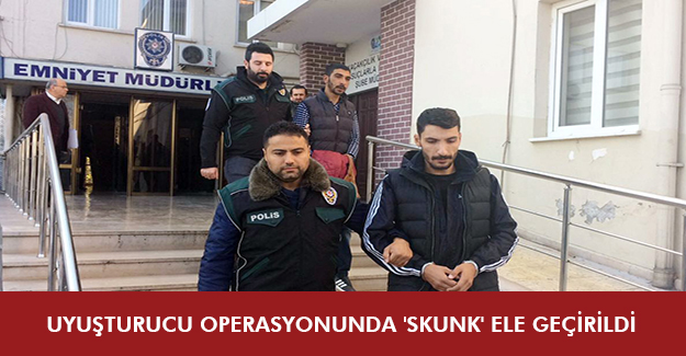 Uyuşturucu operasyonunda 'skunk' ele geçirildi