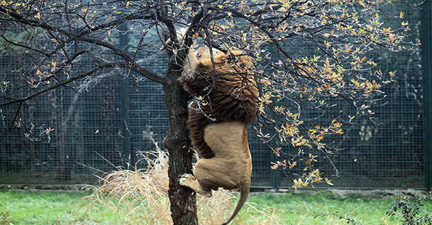 Zoopark'taki aslanların nefes kesen kış idmanı...