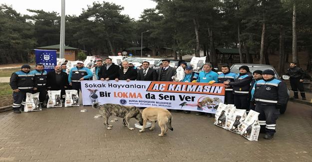 Bursa'da sokak hayvanlarına büyükşehir şefkati