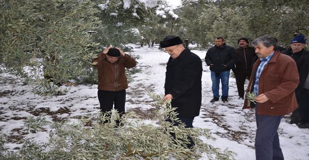 İznik Belediye Başkanı Osman Sargın Zeytin Üreticileriyle Birlikte Zeytinlikleri Gezdi