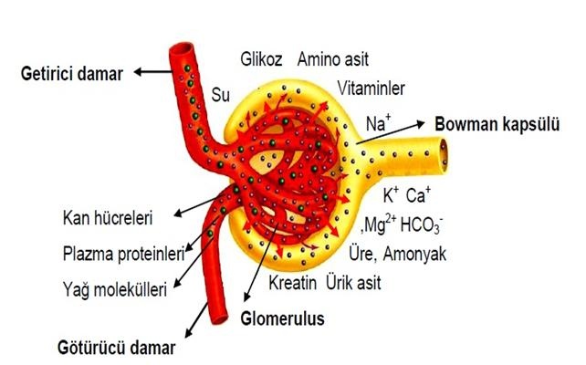 40 yaşından sonra böbreğin süzme işlevi her yıl yüzde 1 oranında azalıyor