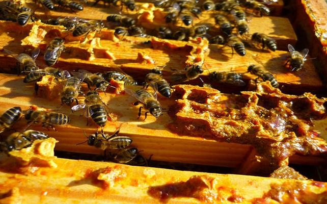 Arıları koruyan Propolis şimdi de insanları koruyacak