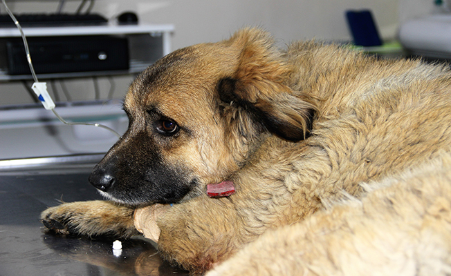 Bodrum’da göz göre göre köpekleri zehirledi