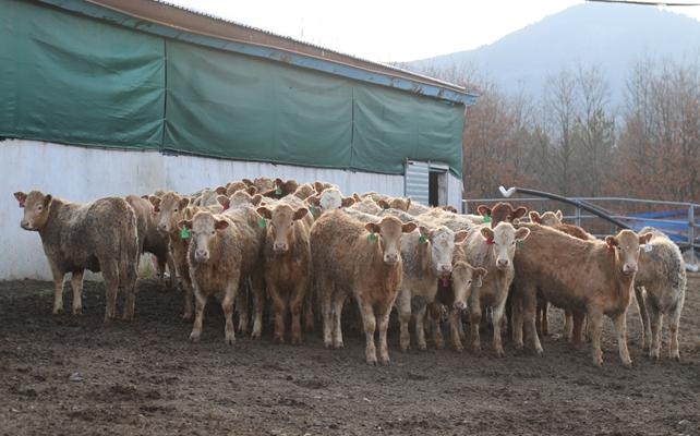 Dağ bölgesine ´can suyu gibi´ yatırım