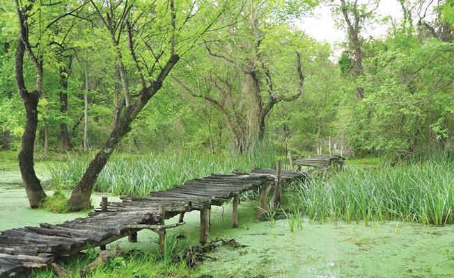 Karacabey Longoz Ormanları Turizme Kazandırılıyor
