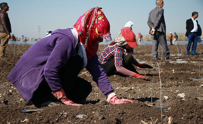 Tarım işçisi kadınların 1 saatlik ücreti: 4 lira 45 kuruş