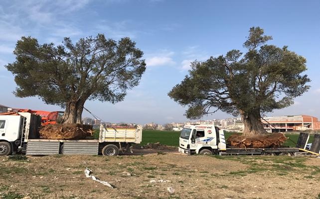 Asırlık zeytin ağaçları yeni yerlerine taşındı