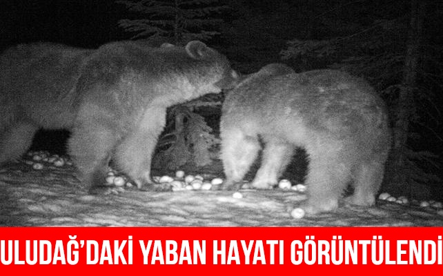 Uludağ'ın yaban hayatı fotokapanlarla görüntülendi