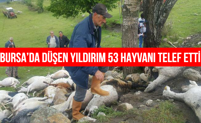 Düşen Yıldırım 53 Hayvanı Telef Etti