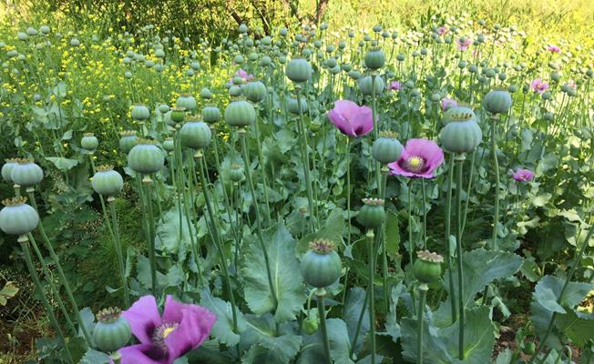 Tekirdağ'da bin 650 kök haşhaş ele geçirildi