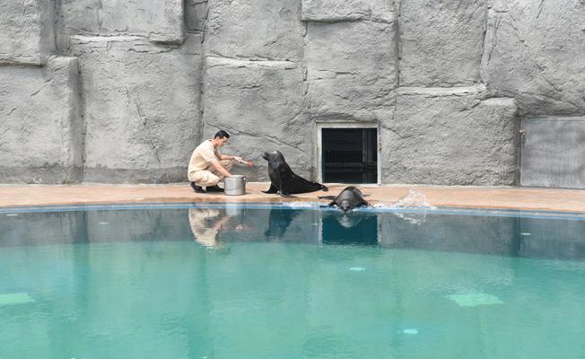 Bursa Zoo`nun yeni misafirleri fok ve penguen