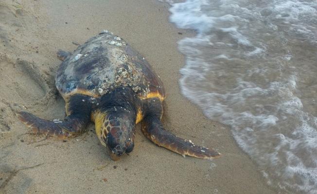 Edirne'de ölü "caretta caretta"lar sahile vurdu