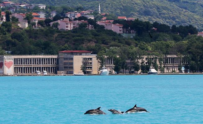 İstanbul Boğazı'nda Yunus Akını