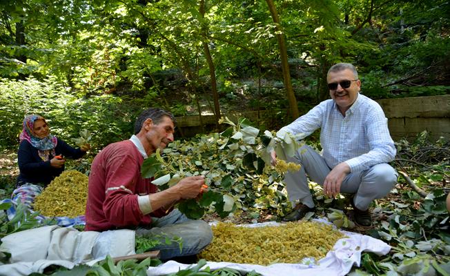 Karacabey'de ıhlamur hasadı başladı