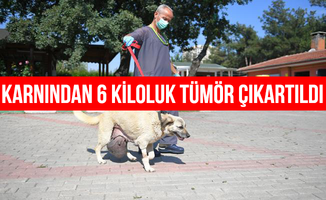 Sokak köpeğinin karnından 6 kiloluk tümör çıkarıldı