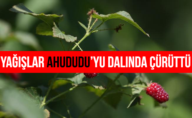 Yağışlar ahududuyu dalında çürüttü