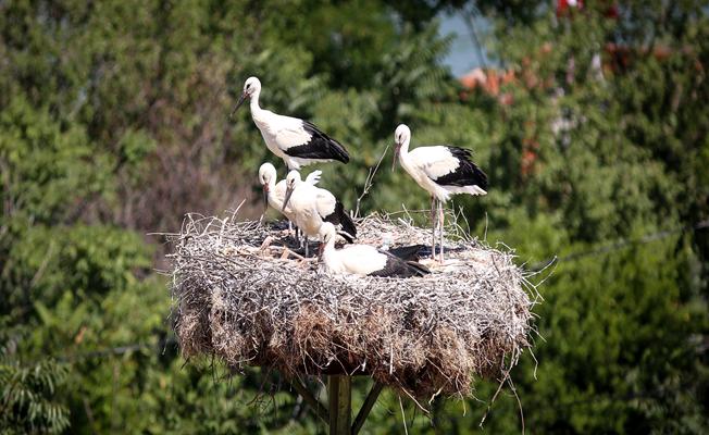 "13. Uluslararası Leylek Festivali" başladı