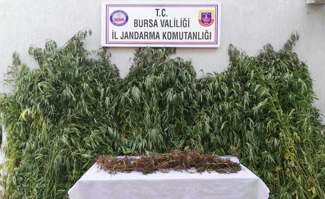 Bursa'da Kubar Esrar ve Hint Keneviri Ele Geçirildi