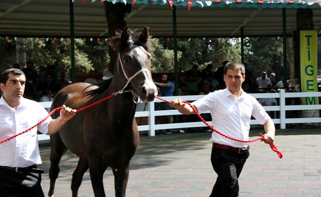 TİGEM'in taylarına yoğun ilgi