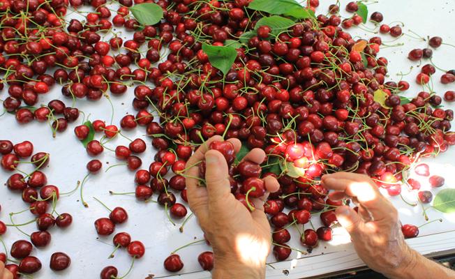 "Türk kirazı"na Avrupa pazarında büyük ilgi