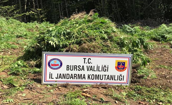 Bursa'daki Operasyonlarda Yüklü Miktarda Uyuşturucu Ele Geçirildi