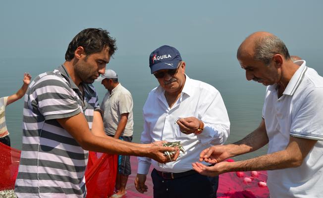 İznik Gümüş Balığı Avrupa'nın Bir Numarası