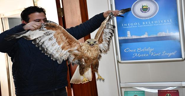 Yaralı Şahin Barınakta Tedavi Altına Alındı