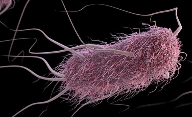 Dünyada Bir İlk! Bakteri Yaşlı Adamın Cinsel Organını Yedi!