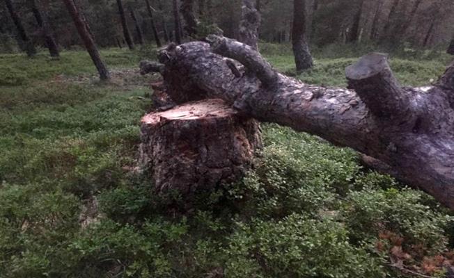 Ordu Ünye'de Ağacın Altında Kalan Genç Kız Hayatını Kaybetti