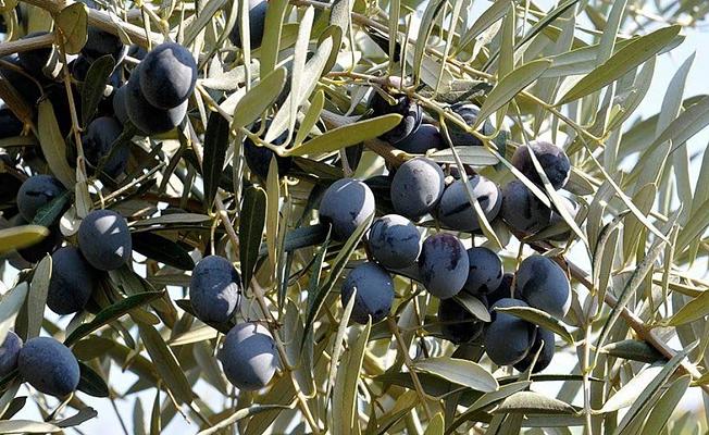 Bursa İznik'teki Kazada Yollar Zeytin Tarlasına Döndü!