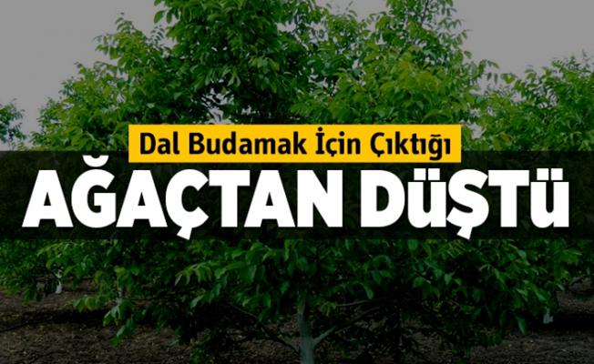 Bursa'da Budama Yaptığı Ağaçtan Düşen Şahıs Yaralandı