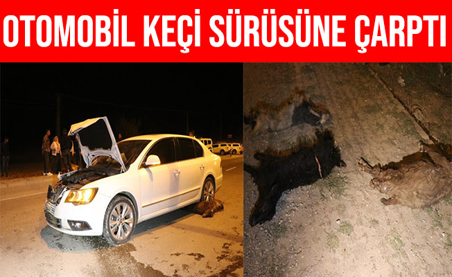 Ağrı'da Otomobil Keçi Sürüsüne Çarptı 6 Keçi Telef Oldu