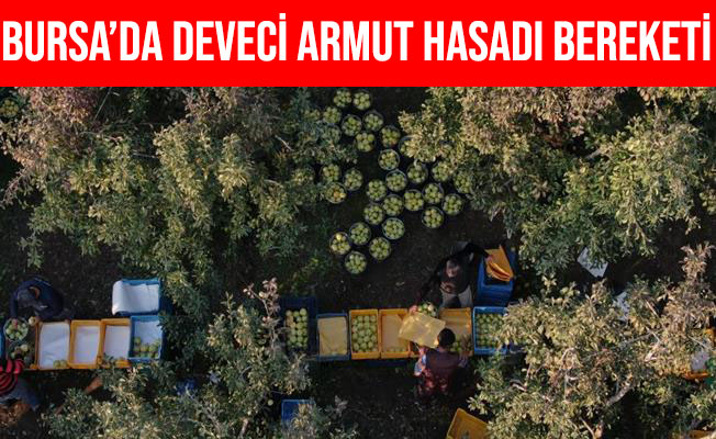 Bursa'da Armut Bahçelerinde Hasat Bereketi Yaşanıyor